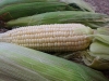 filipino-recipe-microwaved-corn-on-a-cob1