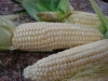 filipino-recipe-microwaved-corn-on-a-cob2